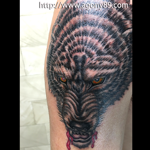 狼のブラック アンド グレー タトゥー画像